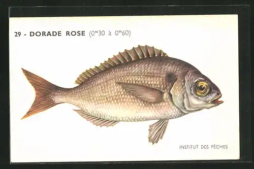 AK Institut des Pêches, Dorade Rose, Fisch