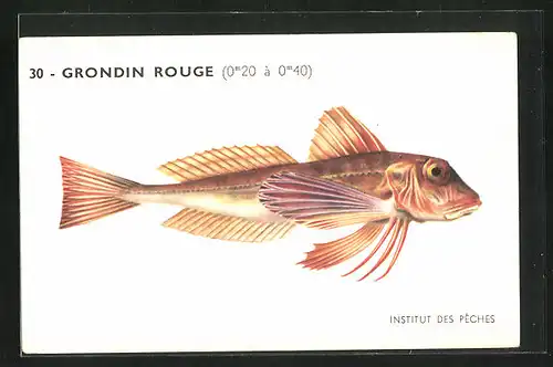 AK Institut des Pêches, Grondin Rouge, Fisch