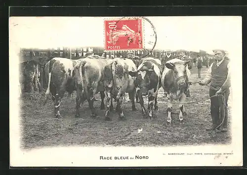 AK Race Bleue du Nord, Mann mit Ochsen