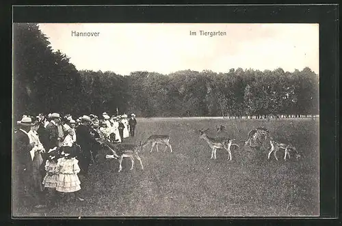 AK Hannover, Parkbesucher und Rehe im Tiergarten