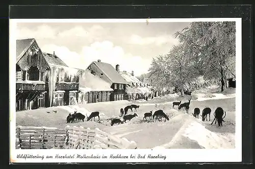 AK Bad Harzburg, Harzhotel Molkenhaus mit Wildfütterung im Winter