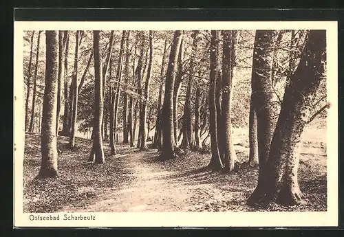 AK Scharbeutz, Waldweg im Sonnenschein