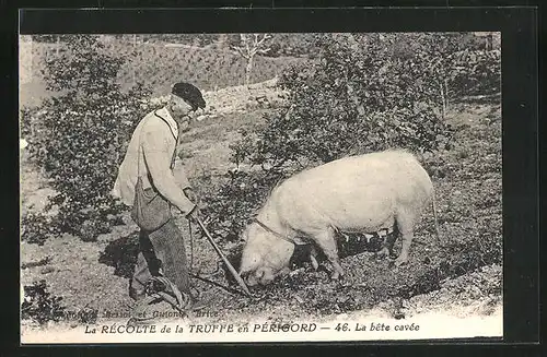 AK La Récolte de la Truffe en Périgord, La bête cavée, Bauer mit Trüffelschwein