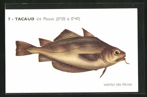 AK Institut des Pêches, Tacaud dit Plouse, Fisch