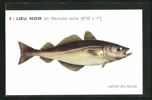 AK Institut des Pêches, Lieu Noir dit Merluche noire, Fisch