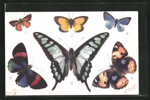 AK Foreign Butterflies: Terias pulchella, Papilio cloanthus & Catagramma parima, Schmetterlinge