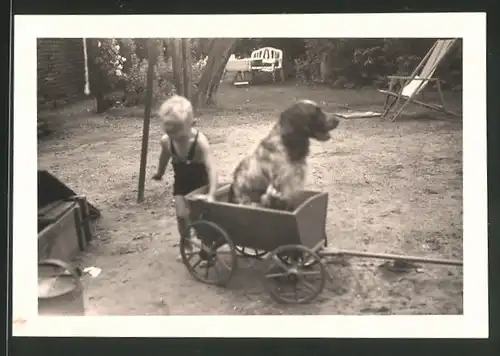 Fotografie Blonder Knabe spielt mit Hund im Bollerwagen 1935