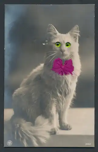 Glasaugen-AK Katze mit lila Schleife schaut erschrocken
