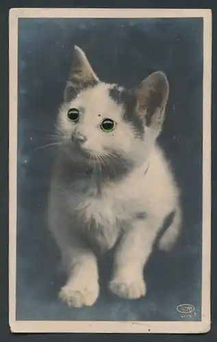 Glasaugen-AK Babykatze schaut erschrocken aus seiner Ecke hervor