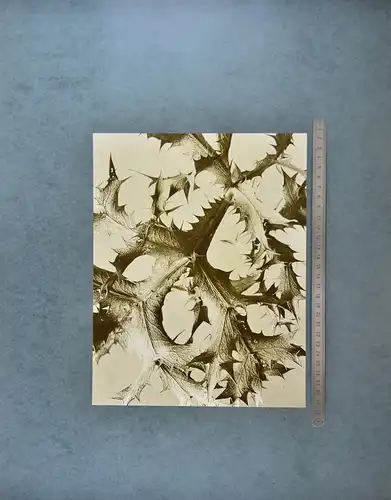 Fotografie Albert Renger-Patzsch, Compositae Stachelige Blattverzweigung der Distel, Neue Sachlichkeit, 52 x 42cm