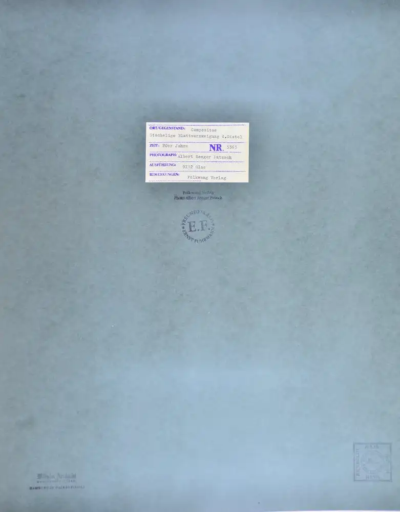 Fotografie Albert Renger-Patzsch, Compositae Stachelige Blattverzweigung der Distel, Neue Sachlichkeit, 52 x 42cm 1