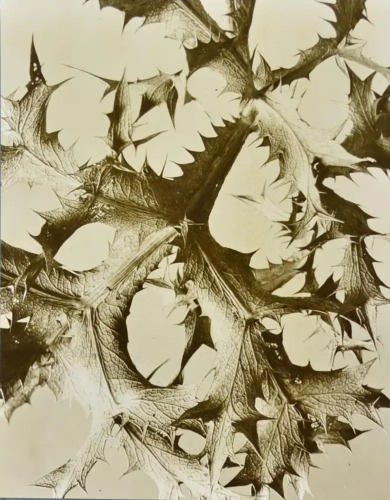 Fotografie Albert Renger-Patzsch, Compositae Stachelige Blattverzweigung der Distel, Neue Sachlichkeit, 52 x 42cm 2