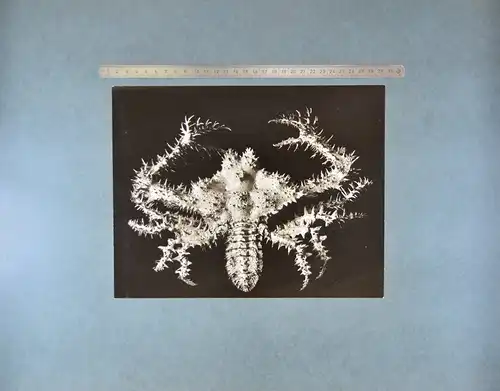 Fotografie Fred Koch, Crustacea / Meerestiere Krabbe, Neue Sachlichkeit, Grossformat 52 x 42cm