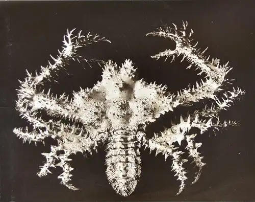 Fotografie Fred Koch, Crustacea / Meerestiere Krabbe, Neue Sachlichkeit, Grossformat 52 x 42cm