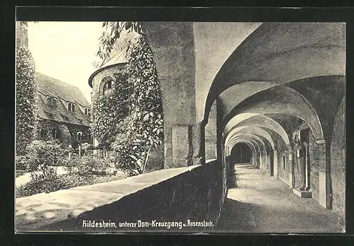 AK Hildesheim, Unterer Domkreuzgang und Rosenstock