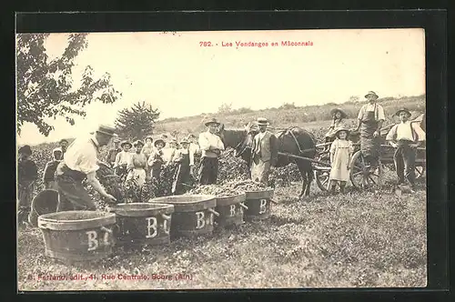 AK Les Vendanges en Maconnais, Weinernte