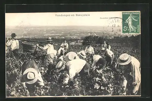 AK Les Vendanges en Beaujolais, Weinlese