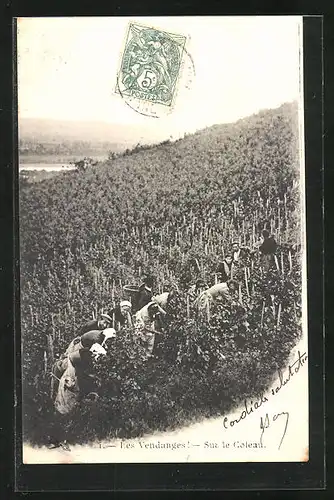 AK Les Vendanges, Sur le Coteau