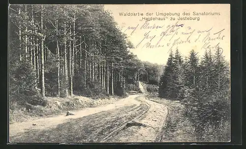 AK Jesteburg, Waldpartie der Umgebung des Sanatoriums Heidehaus