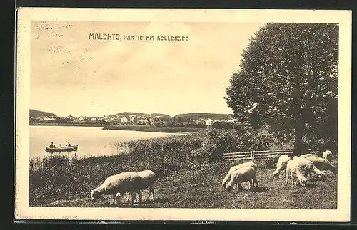 AK Malente, Partie am Kellersee mit Schafsherde