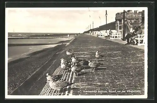 AK Borkum / Nordsee, Möven vor der Wandelhalle