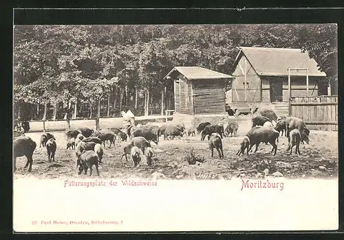 AK Moritzburg, Fütterungsplatz der Wildschweine