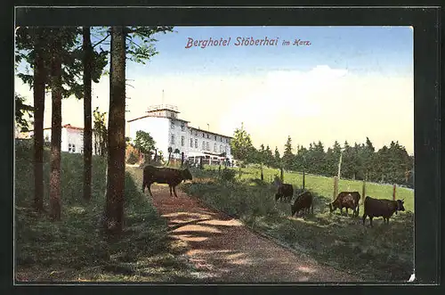 AK Wieda im Harz, Berghotel Stöberhai mit Rindern