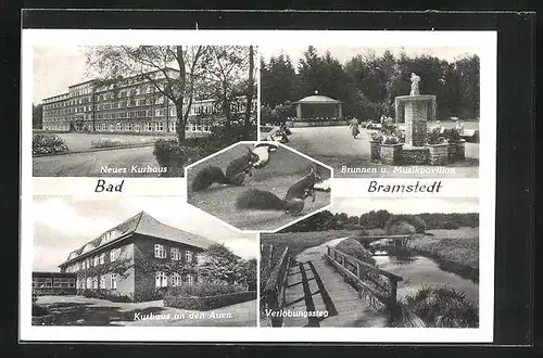 AK Bad Bramstedt, Kurhäuser, Brunnen u. Musikpavillon, Eichhörnchen
