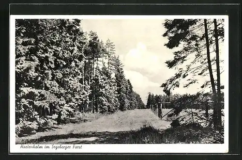 AK Hartenholm, Weg im Segeberger Forst