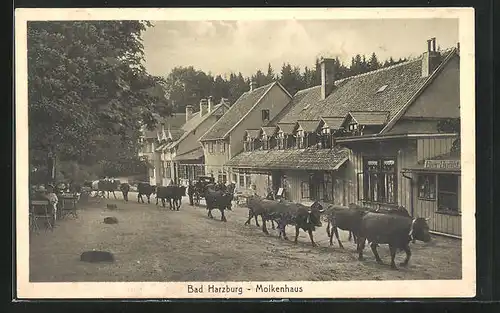 AK Bad Harzburg, Kühe am Molkenhaus