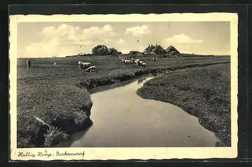 AK Hallig Hooge, Backenswarf, Schaafe