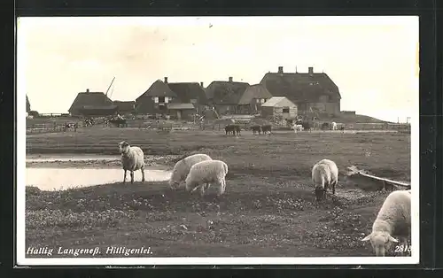 AK Hallig Langeness, Hilligenlei, Schaafe