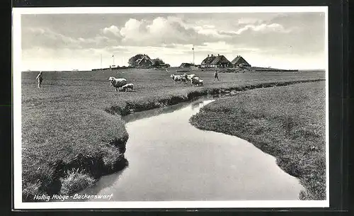 AK Hallig Hooge, Backenswarf, Schaafe