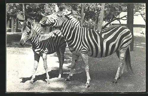 AK Paris, Parc Zoologique, Zebra