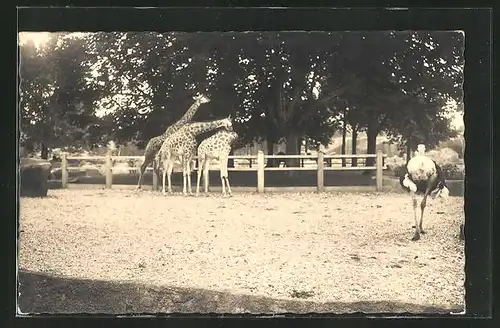 AK Giraffen und Vogelstrauss im Zoo