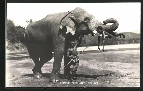 AK Sri Lanka, Tempel-Elefant mit Kindern