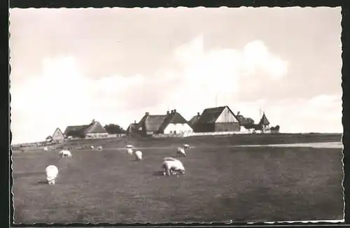 AK Oland, Häuser und Schafe der Hallig