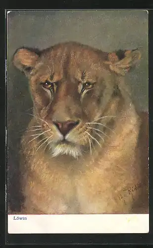 AK Porträtbild Tiger