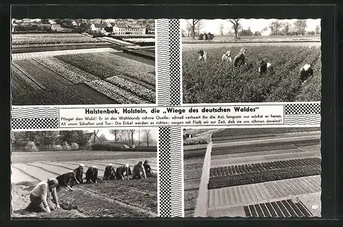 AK Halstenbek / Holstein, Blumenbeete, Frauen bei Gartenarbeiten, Feld