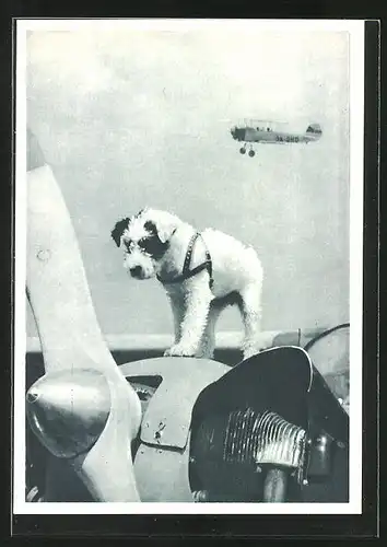 AK Talisman, Hund auf Propeller, Im Hintergrund Flugzeug in der der Luft