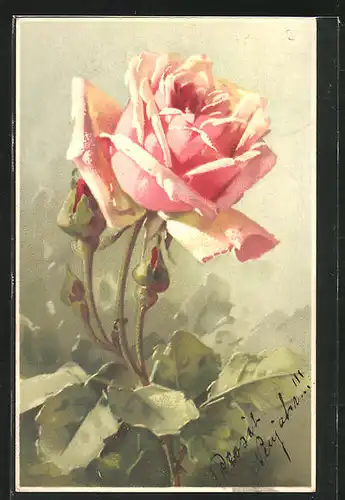 Künstler-AK Catharina Klein: eine rosafarbene Rose mit vielen Knospen