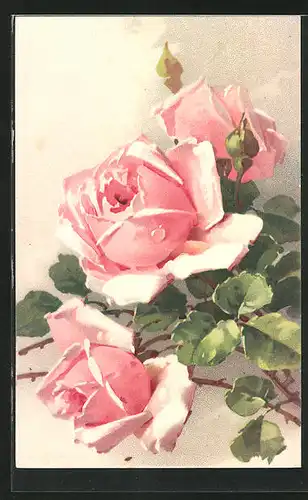 Künstler-AK Catharina Klein: Rosenpflanze mit rosafarbenen Blütenköpfen