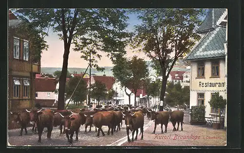 AK Braunlage / Harz, Rinder werden durch die Strassen getrieben
