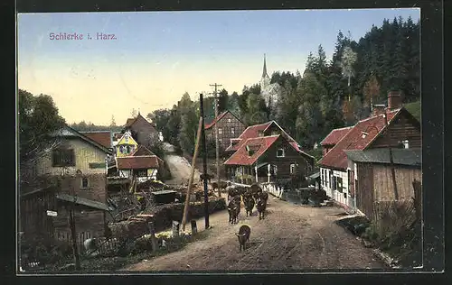 AK Schierke /Harz, Ortspartie, Viehtrieb