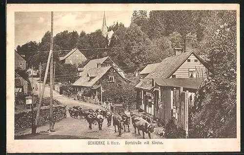 AK Schierke /Harz, Dorfstrasse mit Kuherde und Kirche