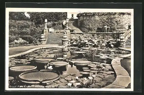 AK Essen, Gruga-Ausstellungs-Park, Victoria regia im Warmwasserbecken