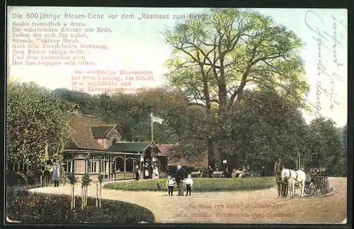 AK Eutin, Gasthaus zum Uglei am Ugleisee, 600jährige Rieseneiche