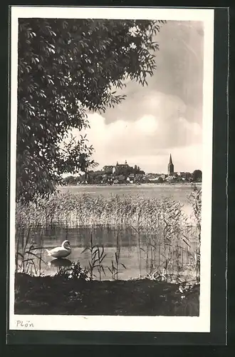 AK Plön, Schwan im Schwanensee mit Blick auf den Ort