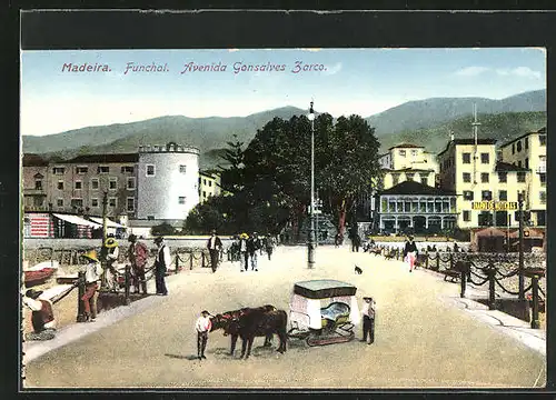 AK Funchal /Madeira, Avenida Gonsalves Zarco