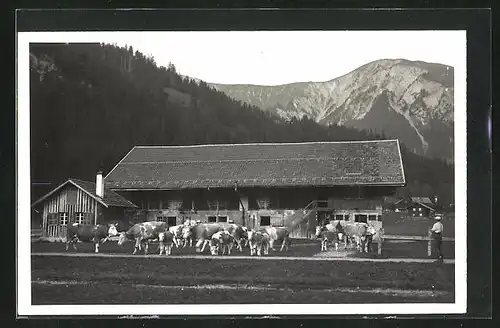 Foto-AK Lenk /Simmental, Bauernhaus und Kuhherde vor Gebirgszug